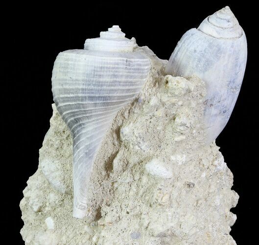 Tall Miocene Fossil (Gastropod) Cluster - France #70883